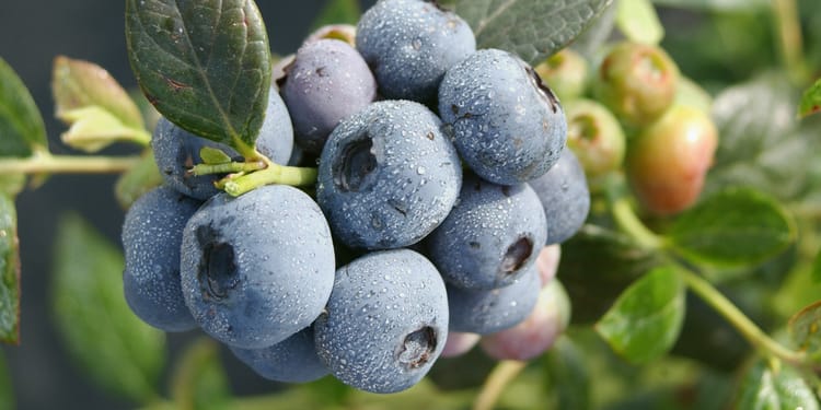 Har doim yaxshiroq mahsulotlar uchun: Smart Fertilization