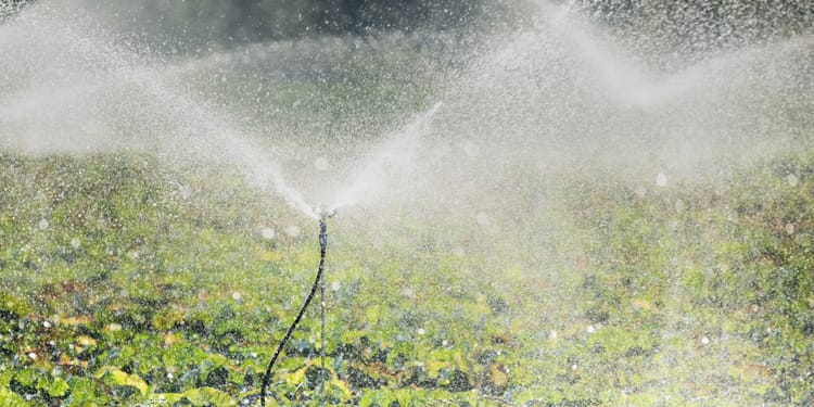 Sprinklerlar, mikro sprinklerlar va maxsus tomizgichlar