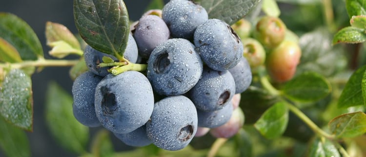 Har doim yaxshiroq mahsulotlar uchun: Smart Fertilization