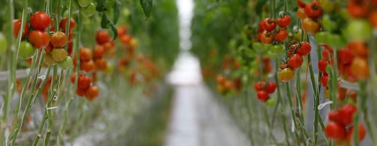 Issiqxona O'simliklari